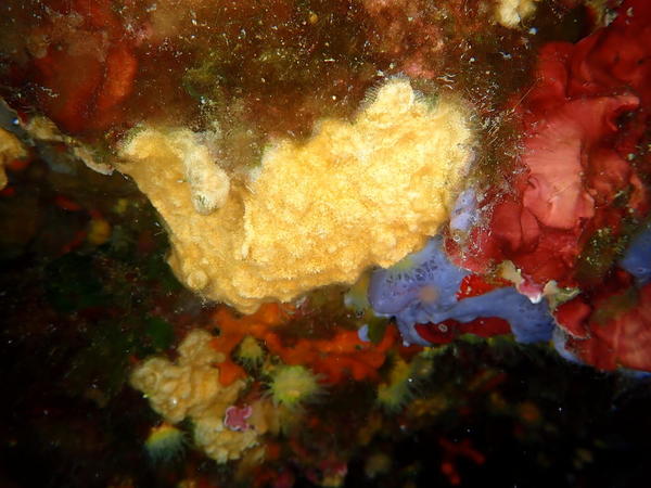 un bryozoaire encroutant, mais lequel?