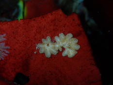 Un bryozoaire : Tubulipore plumeux ?