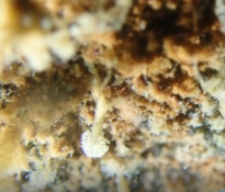 Un Bryozoaires en forme d'arbre ?