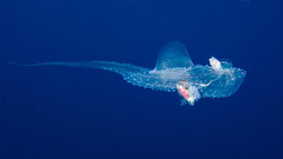 Un carinaire des tuamotu