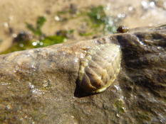 Un chiton ??? SVP merci 