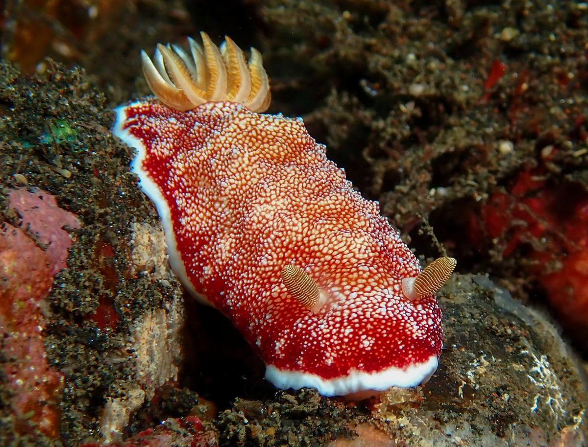 Un Chromodoris, lequel ?