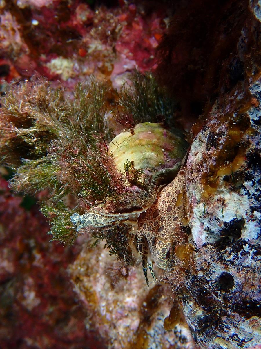 Un coquillage à identifier