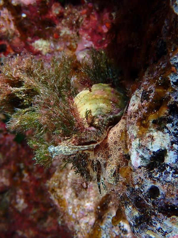 Un coquillage à identifier