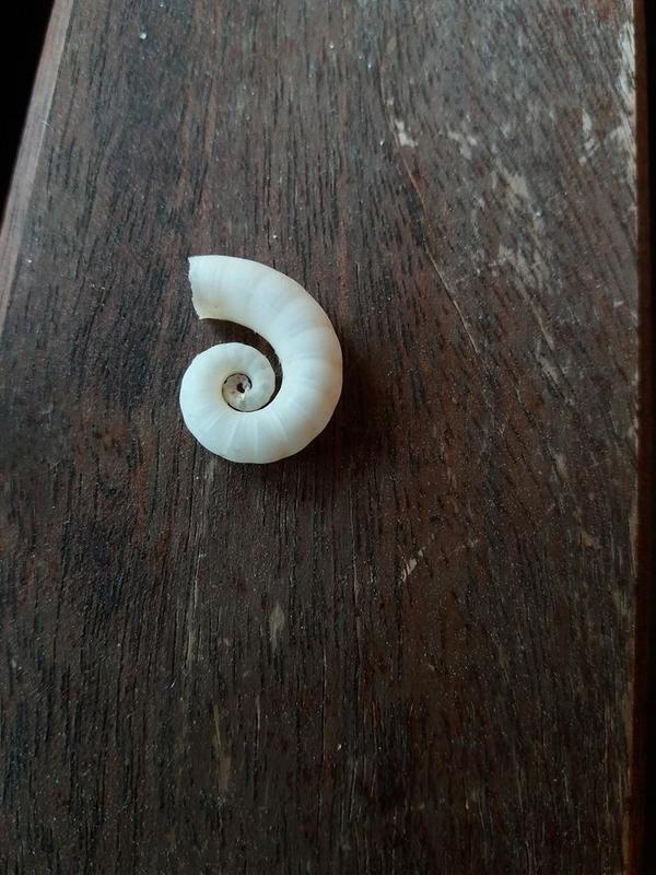 Un coquillage en forme de spirale ?