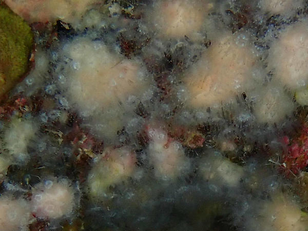 Un corail mais lequel