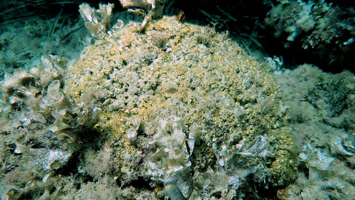 Un corail ? Quelle espèce ?