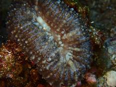 Un corail solitaire mais lequel ?