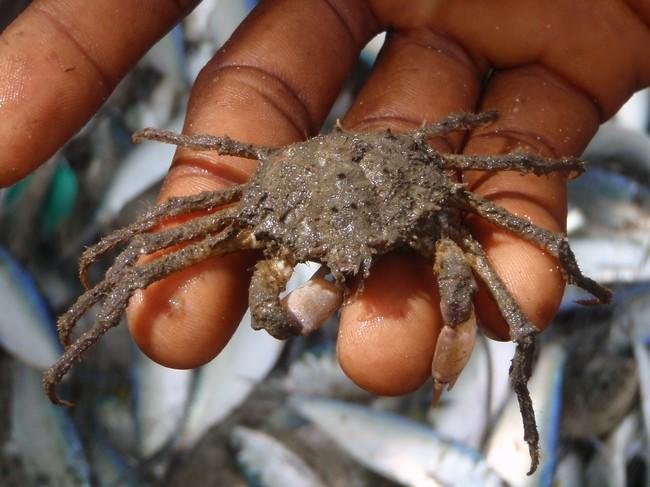 Un crabe-araignée du Cameroun