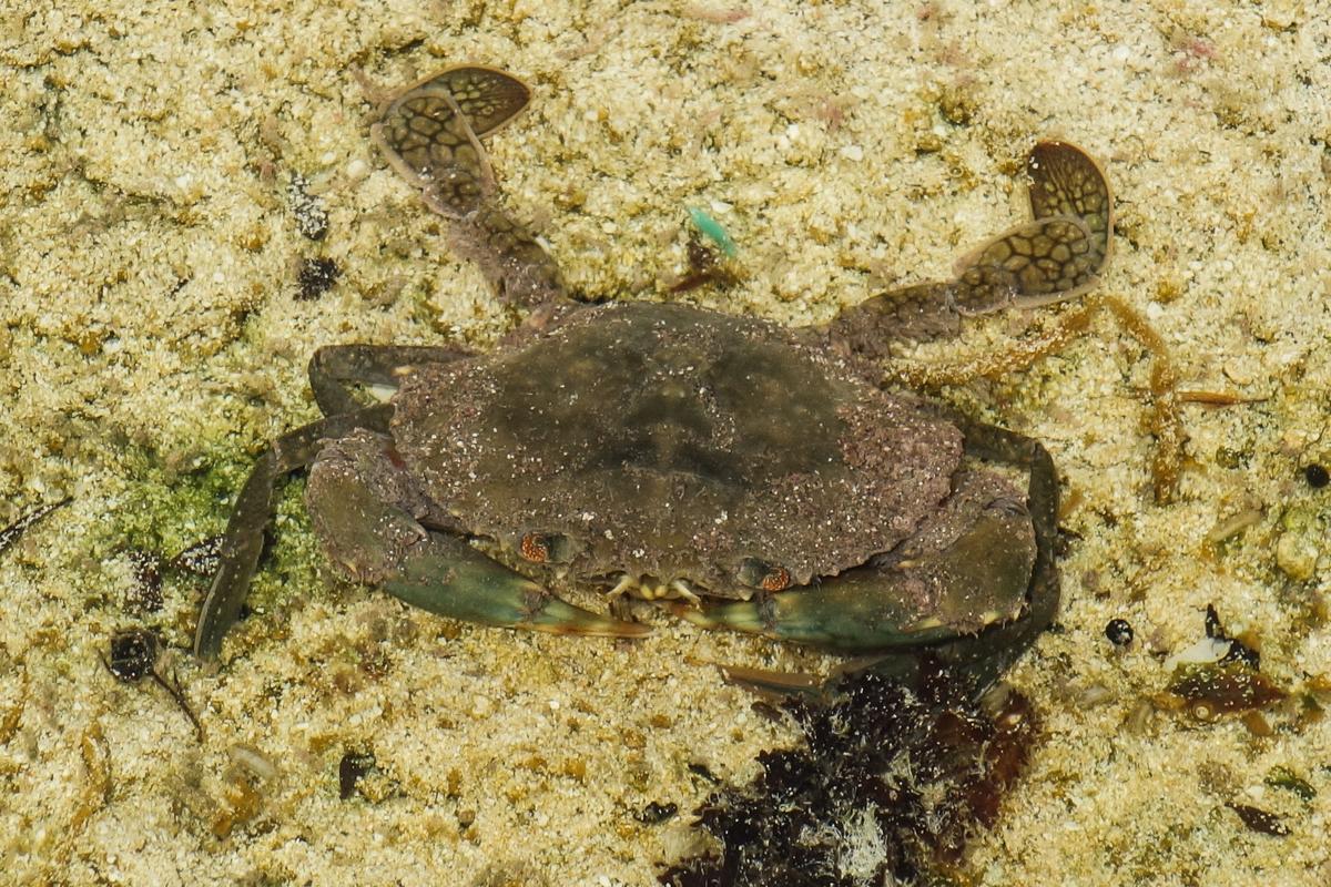 Un crabe des Tuamotu