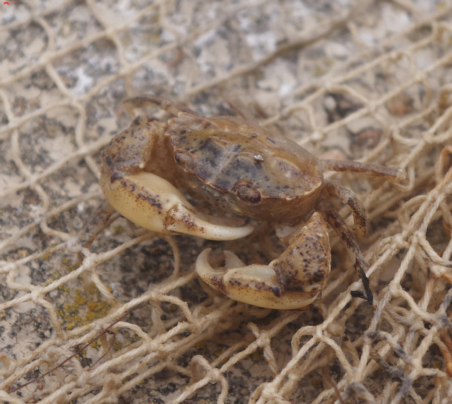 Un crabe en eaux saumatres