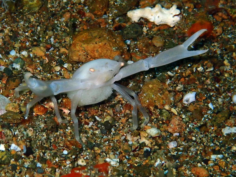 Un crustacé (Philippines)