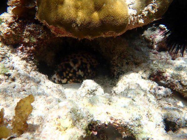 Un Cypraea des Seychelles