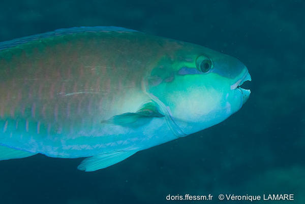 un dernier poisson-perroquet