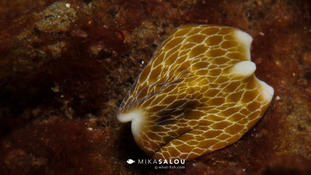 Un étrange planaire de Lembeh