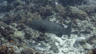 Un gros mérou, Océan indien