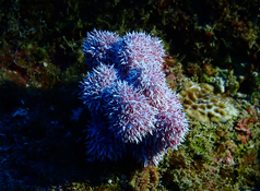 Un groupement d'oursins ?