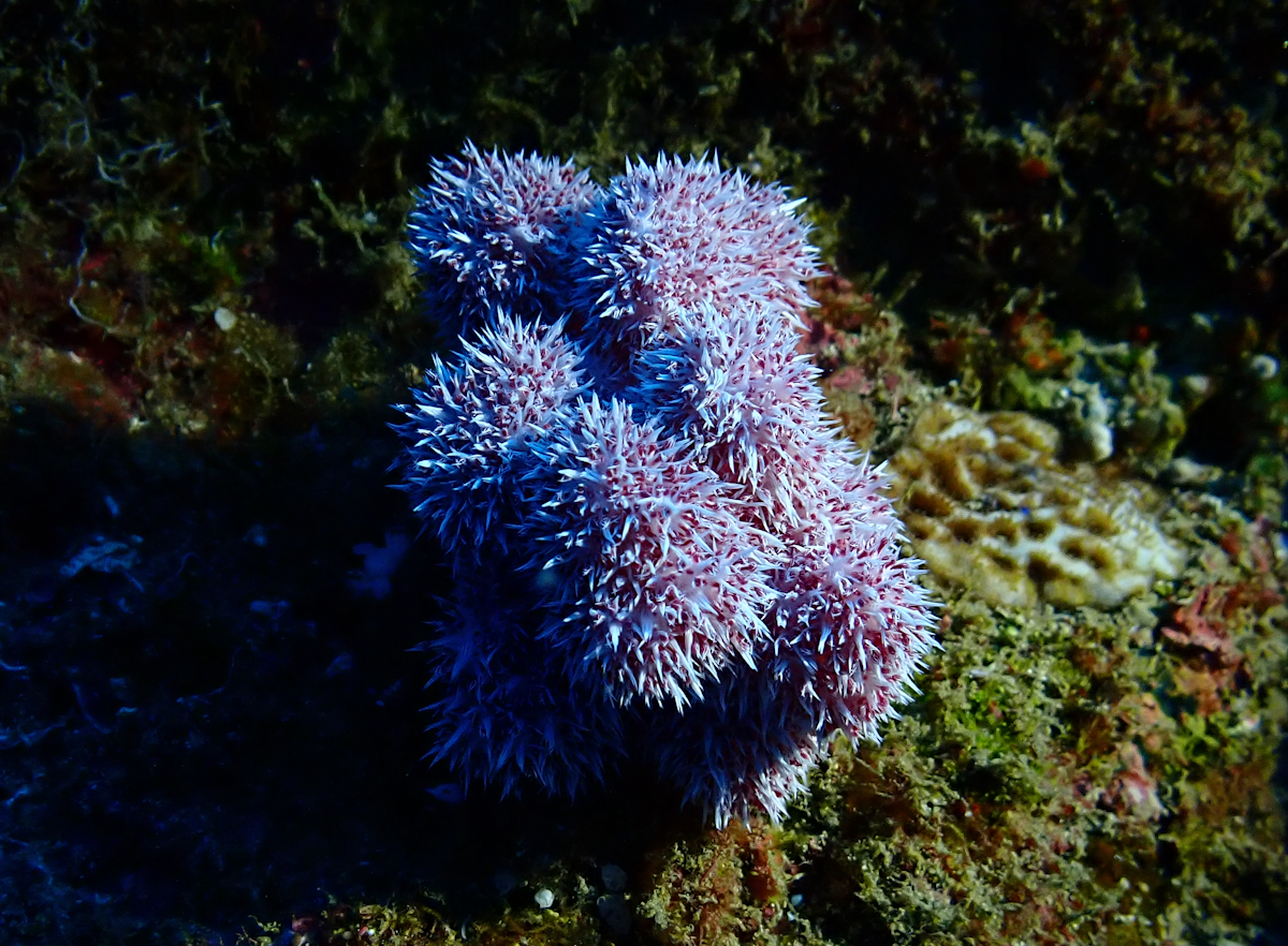 Un groupement d'oursins ?