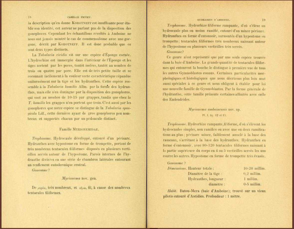 <p><i>Myrionema amboinense. </i>Description originale dans : Pictet, C. 1893. Étude sur les hydraires de la Baie d'Amboine. Revue suisse de Zoologi...