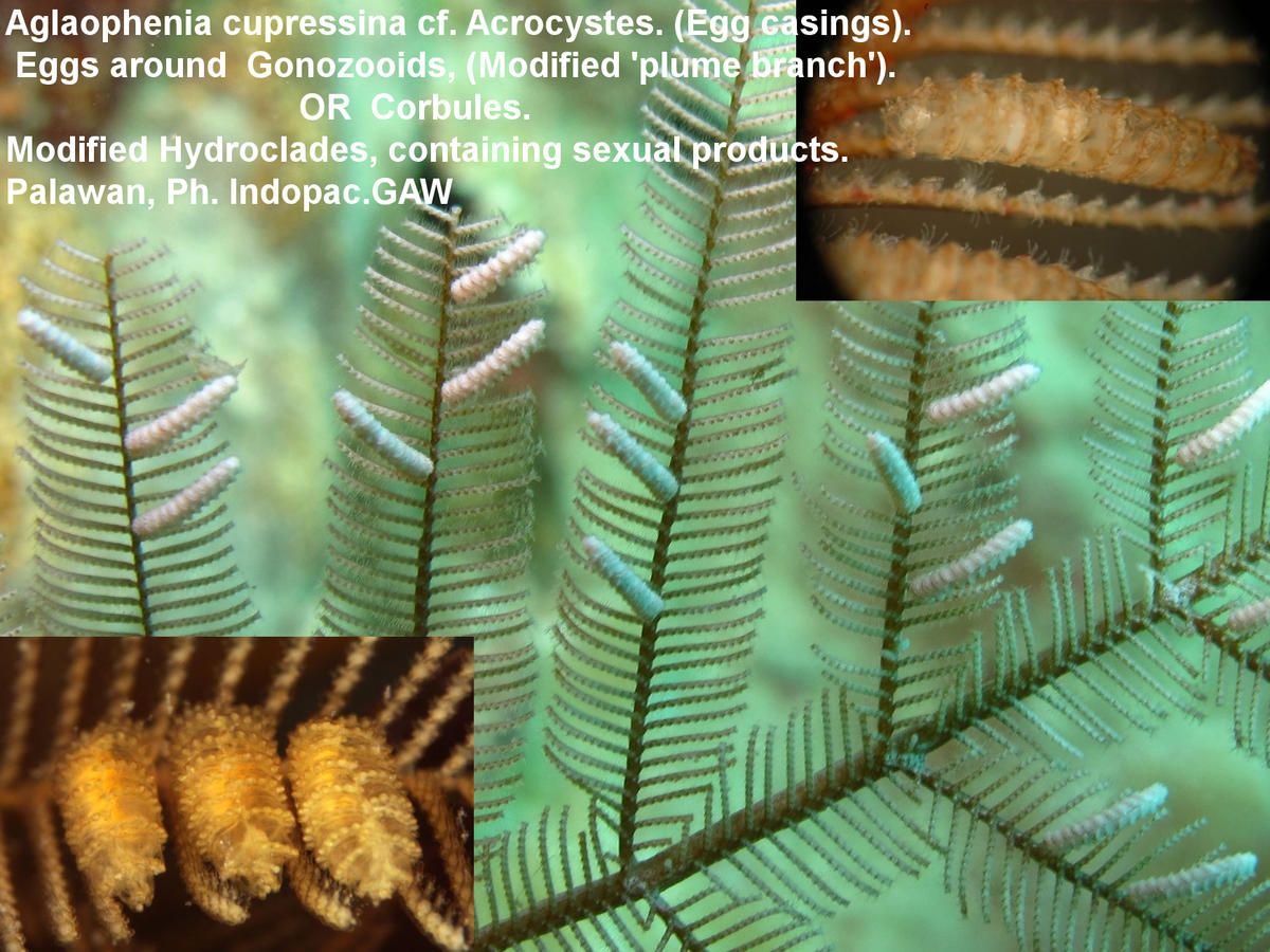 <p>Pas Macrorhynchia philippina. EX Lytocarpus philippinus non valide. Les embranchements des Hydrocaules secondaire sont symétrique et les Hydrocl...