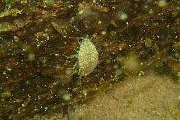 Un insecte ?