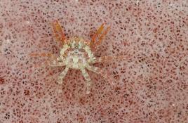 Un joli jeune crabe indeterminé