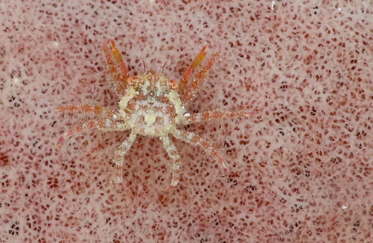 Un joli jeune crabe indeterminé