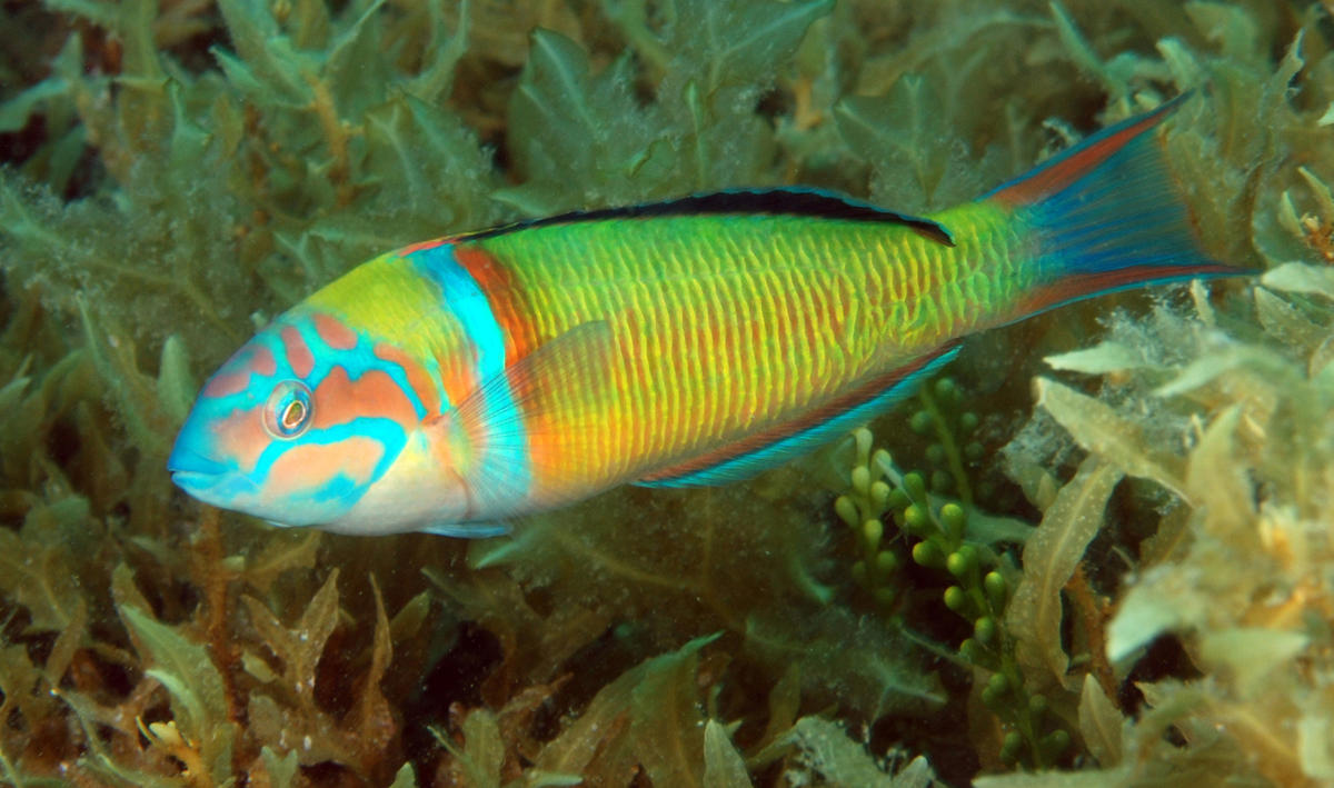 <p><strong>Pas mal, le <em>Scarus pavo</em>… le nom vernaculaire étant ‘poisson d'avril’, une espèce qui se reproduit par Photoshop, à partir de <e...