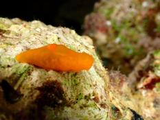 Un mollusque, un nudibranche