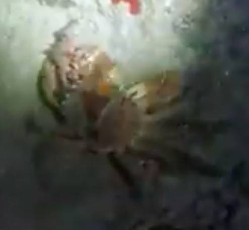 <p>Au passage, sur la video, on voit que je ne suis pas le seul à m'intéressé au ver. Un crabe araignée a ses  raisons d'être là (un jeune Damithra...