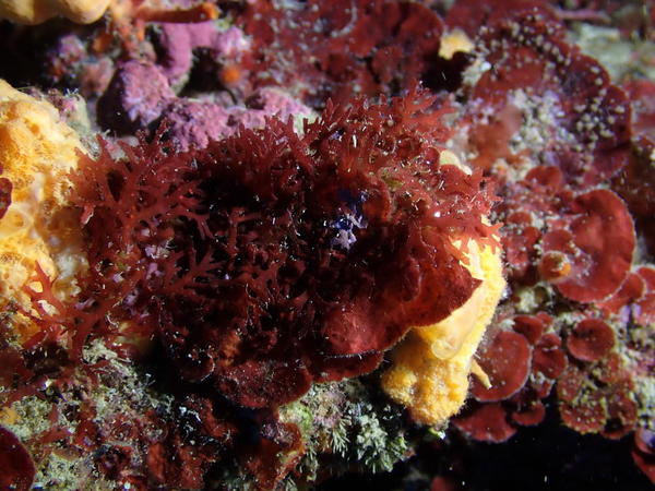 Un nom pour cette algue rouge ?