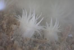 Un nom pour cette anémone ?