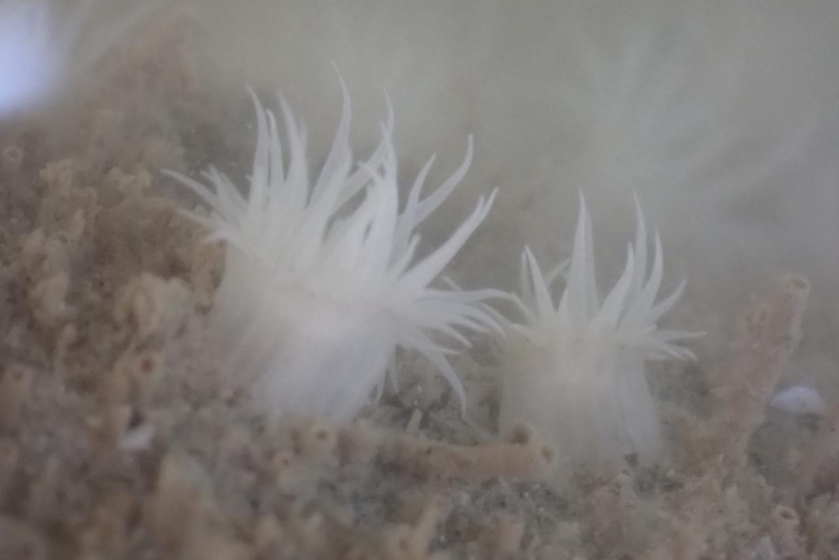 Un nom pour cette anémone ?