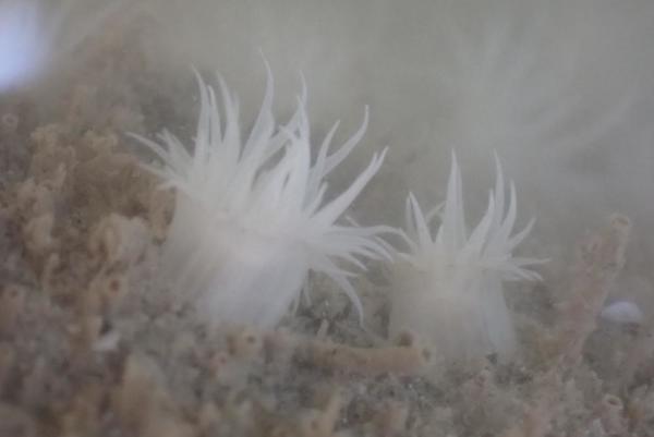 Un nom pour cette anémone ?