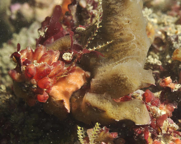 Un nom pour cette éponge ?