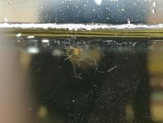 Un nouvel habitant dans mon aquarium, mais quoi ?