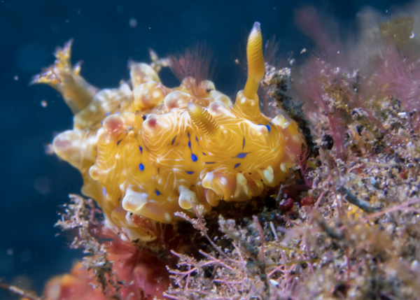 un nudi aujourd'hui