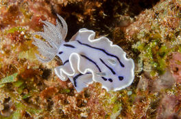 Un nudibranche . Son nom ?