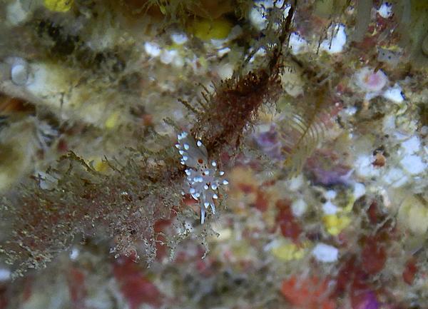 un nudibranche