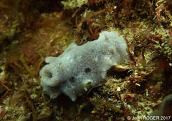 Un nudibranche à St Malo, mais lequel ?