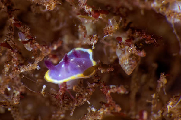 Un nudibranche doridien non identifié