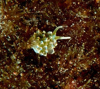 Un nudibranche qui m'est inconnu . Le connaissez vous?