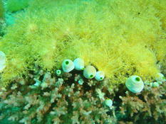 Un octocoralliaire jaune du plus bel effet mais quel est-il ?