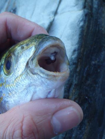 le parasite sur le poisson