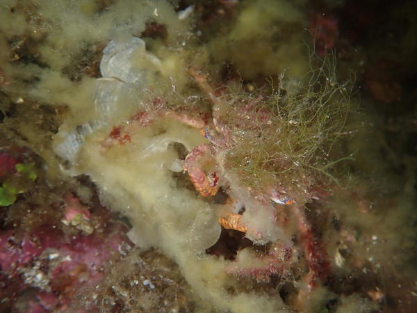 un petit crabe (5cm max) couvert d'algues