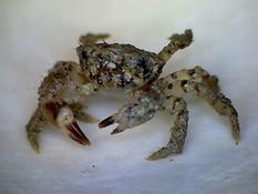 Un petit crabe sans nom