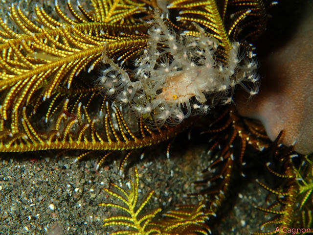 <p>Bonjour Frédéric merci pou la réponse.<br /><br /><em>Hyastenus bispinosus</em> correspode bien à celui de la photo, il est défini comme "Hydroi...