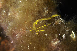 un peu d'aide pour identifier ce vers térébelle