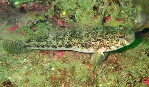 Un peu d'aide pour une identification précise :)