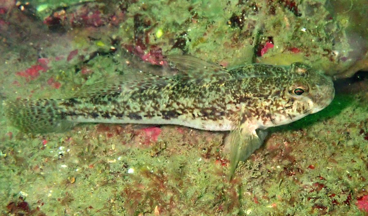 Un peu d'aide pour une identification précise :)